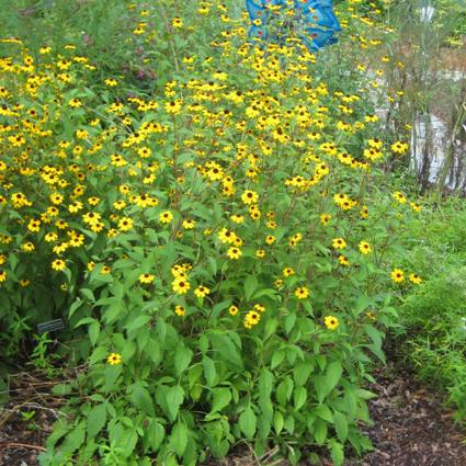 Brown-eyed Susan